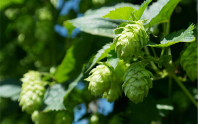 Le Houblon : mystérieux et essentiel à la bière